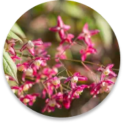 Gymnema Extract