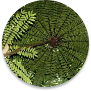 Equisetum Longifolia Root