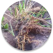 Nettles Root