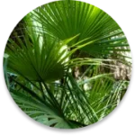 Saw Palmetto Extract